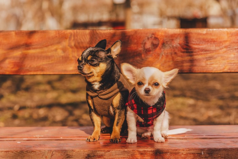 two dogs on a bench