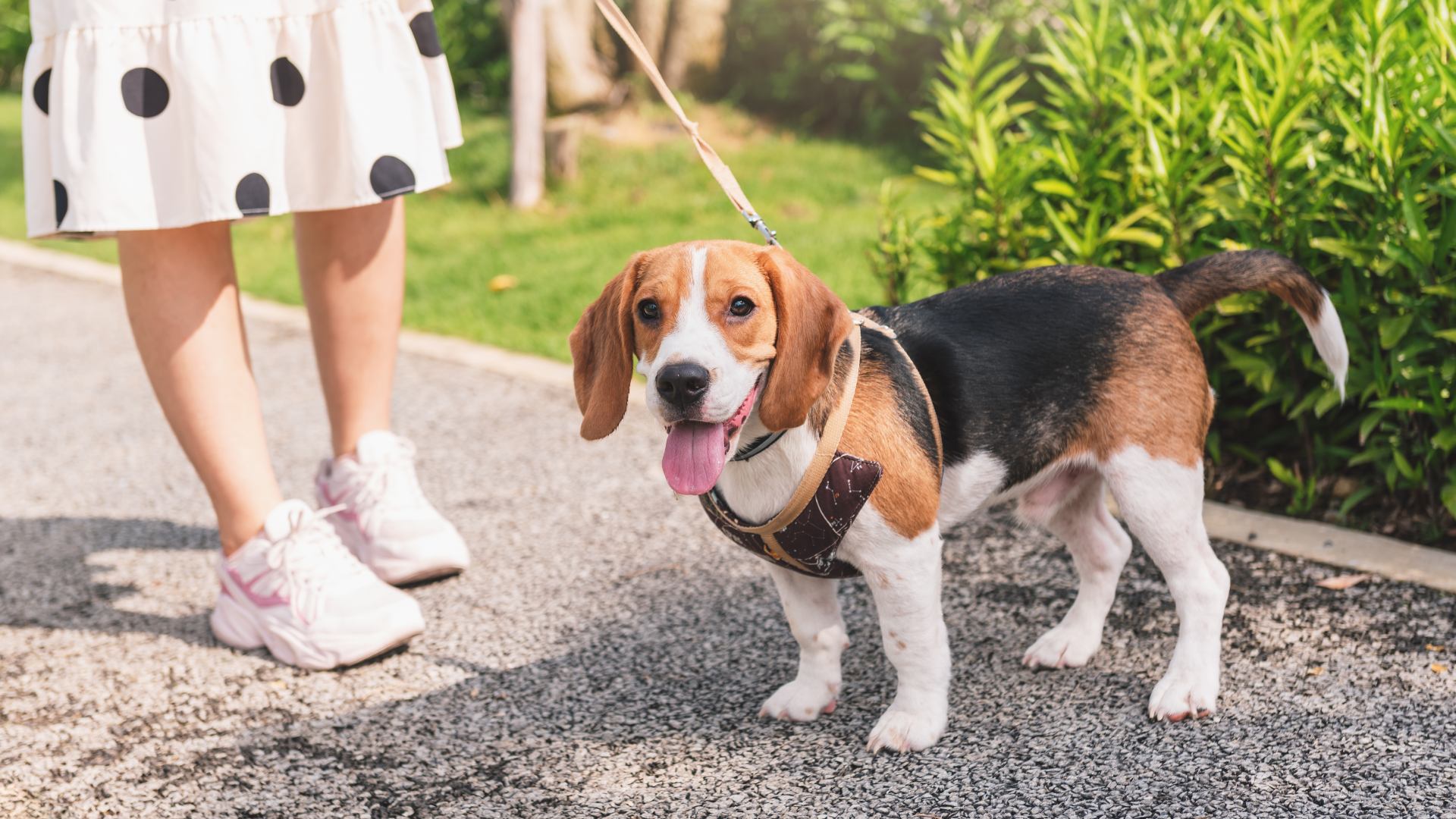Watauga, TX 76148 Veterinary Jobs Watauga Animal Hospital
