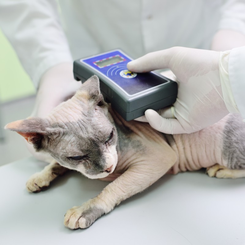Pet Microchipping Service Image