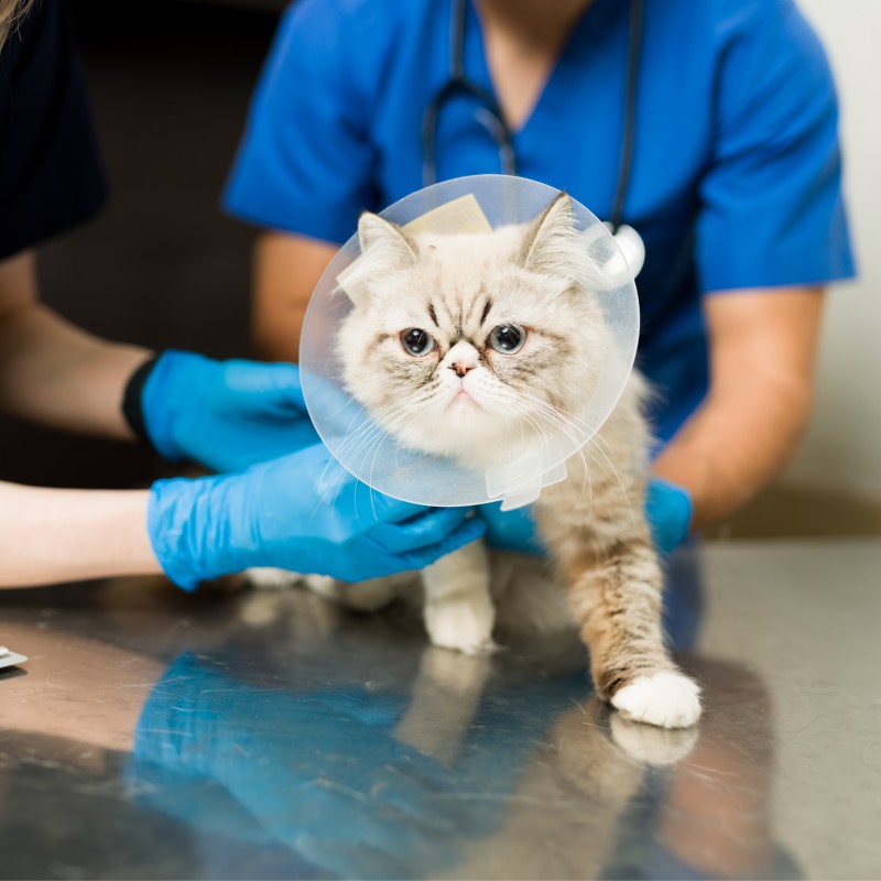 Pet Surgery Service IMG