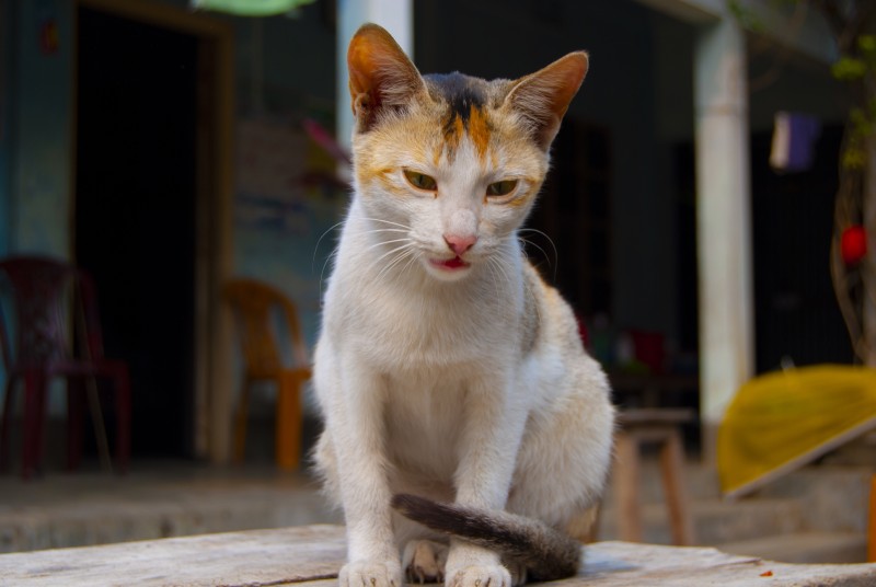 cat sitting on bench